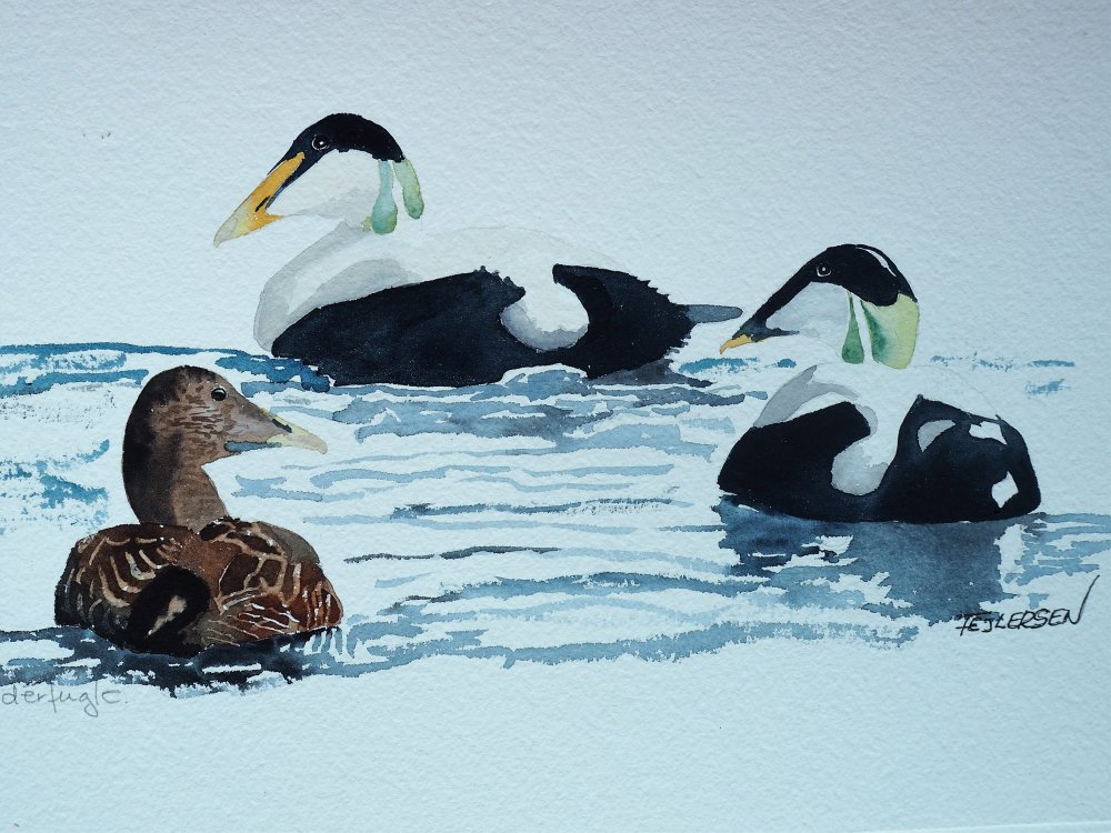 Edderfugle, Axeltorv Fysioterapi